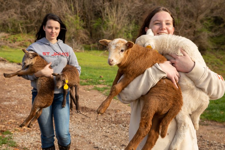Associate of Arts in Agriculture: Animal Science